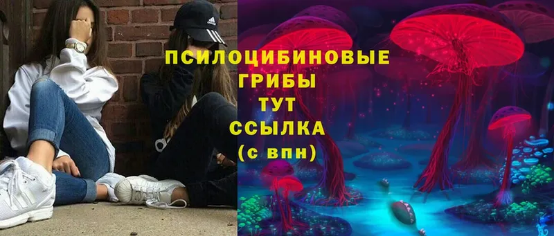 где найти   Горнозаводск  Галлюциногенные грибы Cubensis 